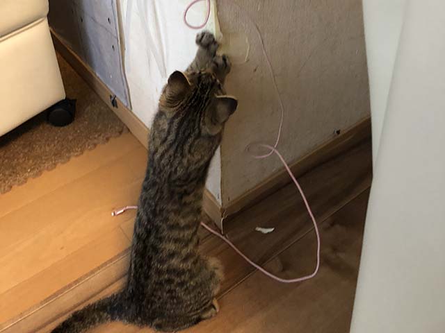 猫がコーナーを爪研ぎにしている姿