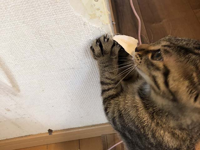 猫が壁紙を捲っている姿